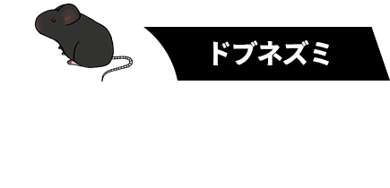 ドブネズミ